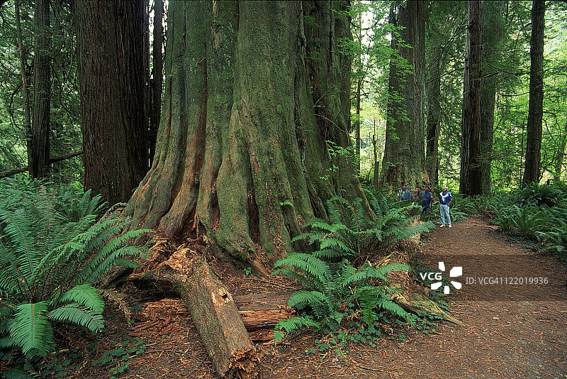 人们欣赏树木，红杉国家公园，加利福尼亚州图片素材