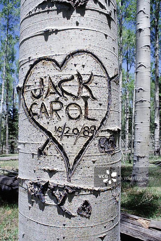刻在树干上的涂鸦，弗拉格斯塔夫，亚利桑那州图片素材