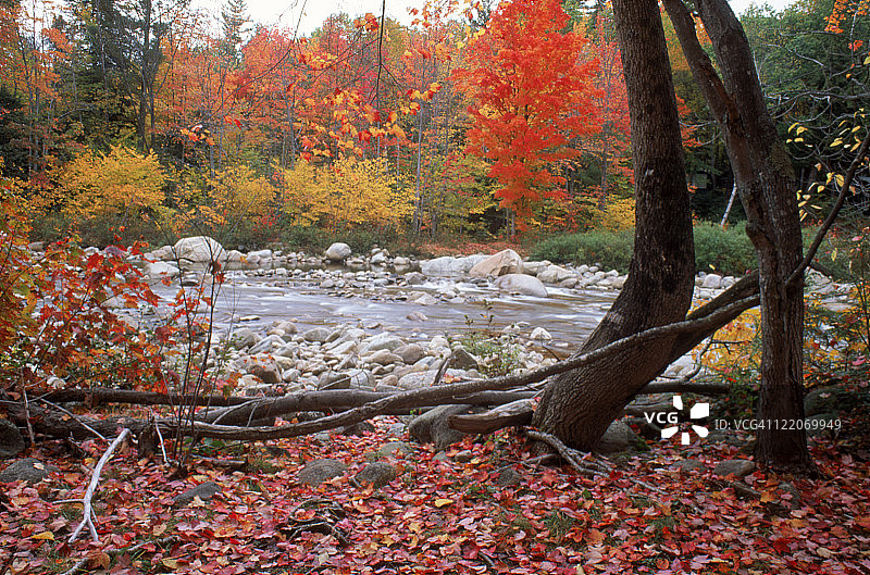 新罕布什尔州斯威夫特河秋季枫树图片素材