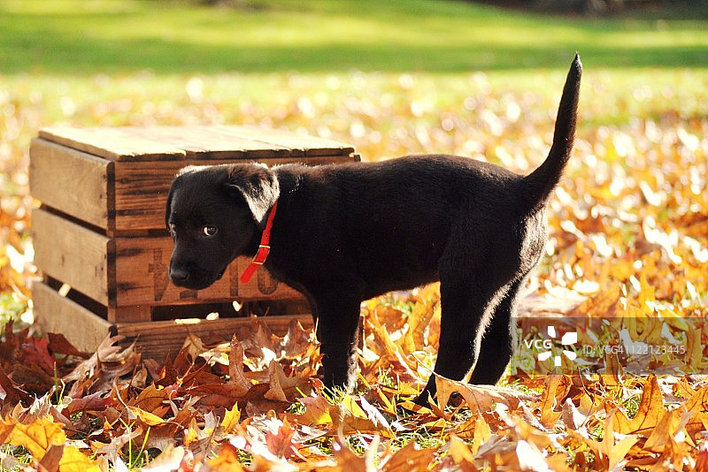 黑色拉布拉多幼犬图片素材