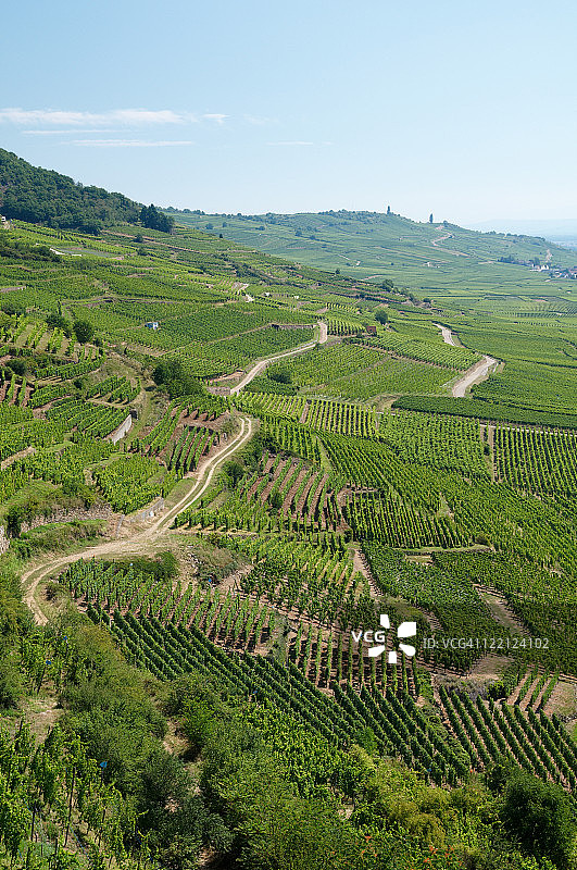 葡萄园景观图片素材