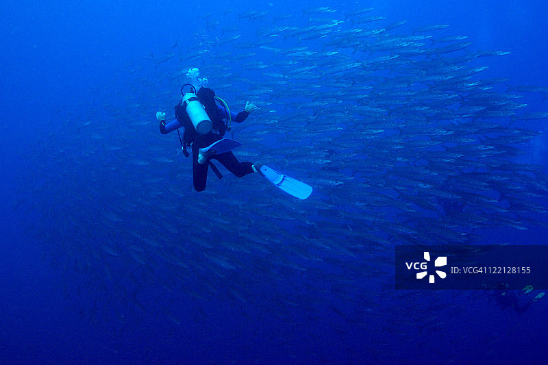 潜水员与金梭鱼图片素材
