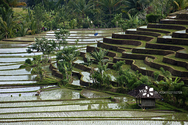印度尼西亚巴厘岛杨桃图片素材