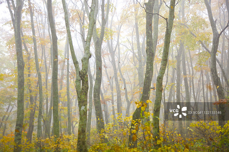 秋天的森林和雾图片素材