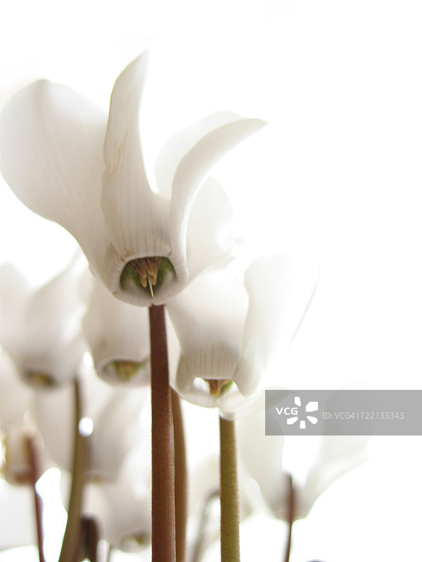 仙客来图片素材