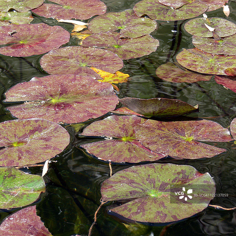 百合花叶图片素材