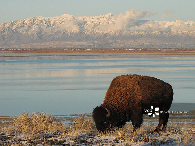 雪山前的野牛图片素材