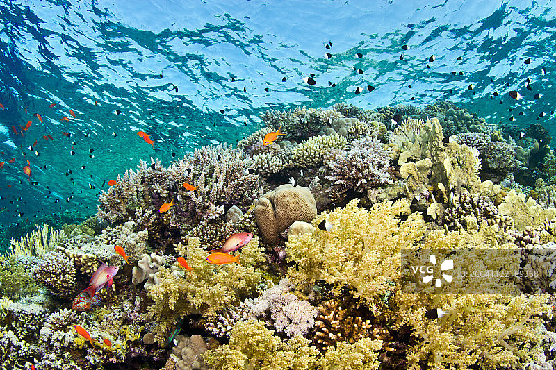 杰克逊礁的珊瑚花园图片素材