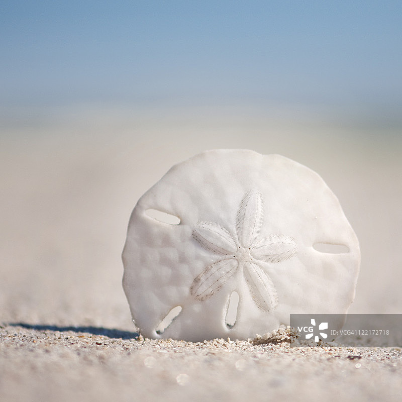 沙滩上的沙钱图片素材