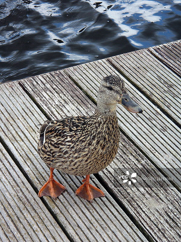 好奇的鸭子图片素材