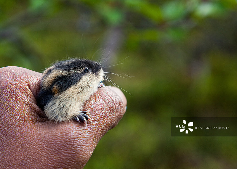 旅鼠宝宝图片素材