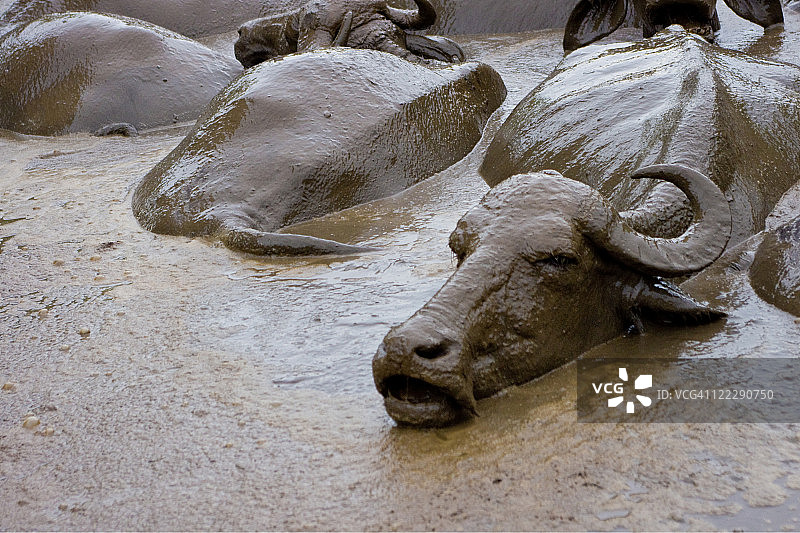 泥泞水坑中的水牛图片素材