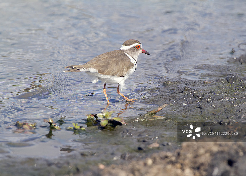 三斑鸻图片素材