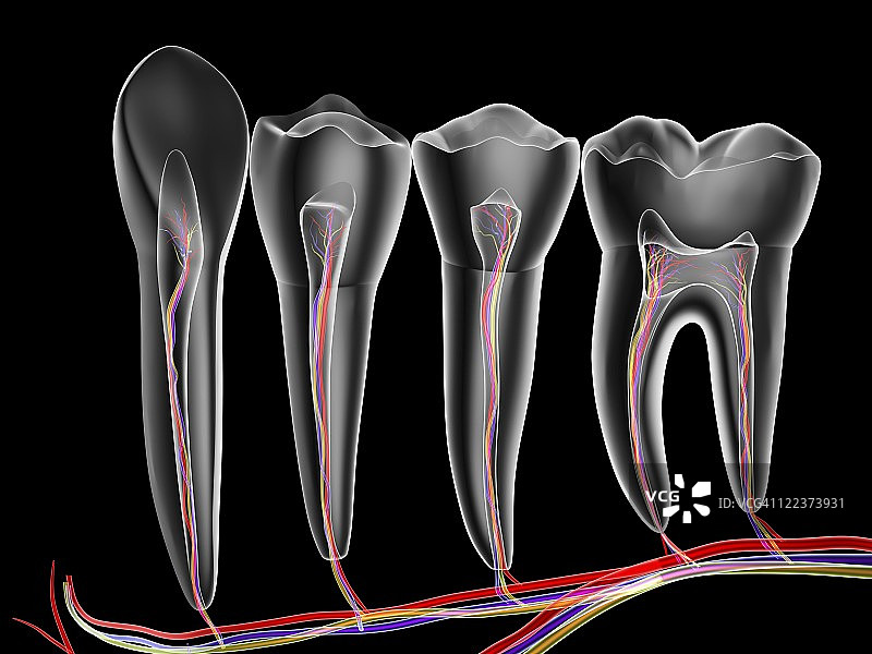 牙齿横截面图片素材