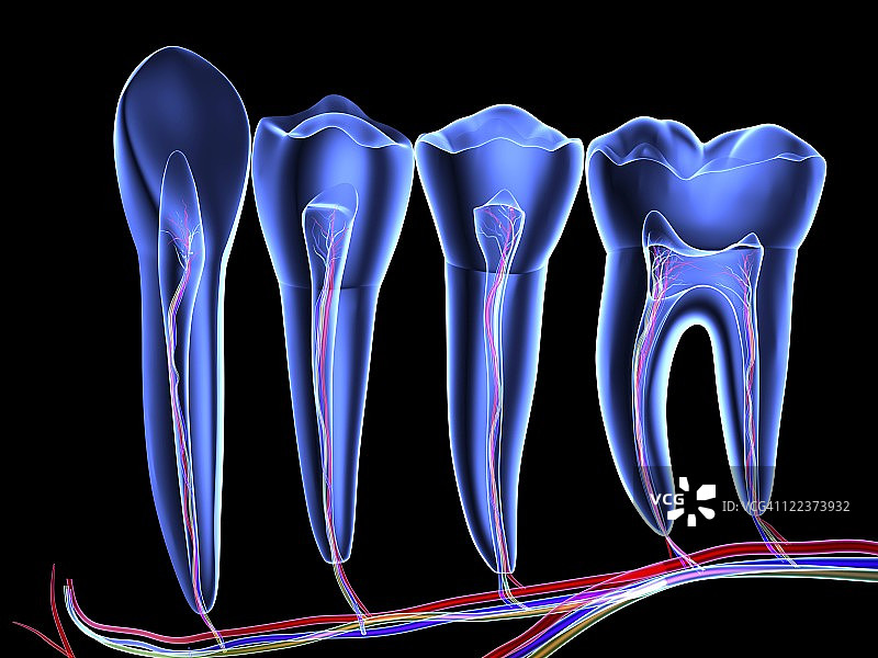 牙齿横截面图片素材