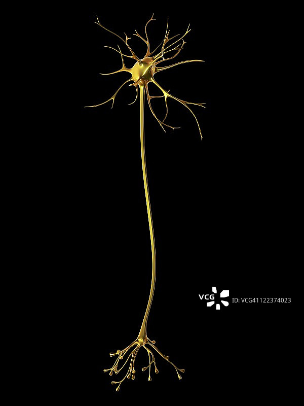 神经细胞图片素材