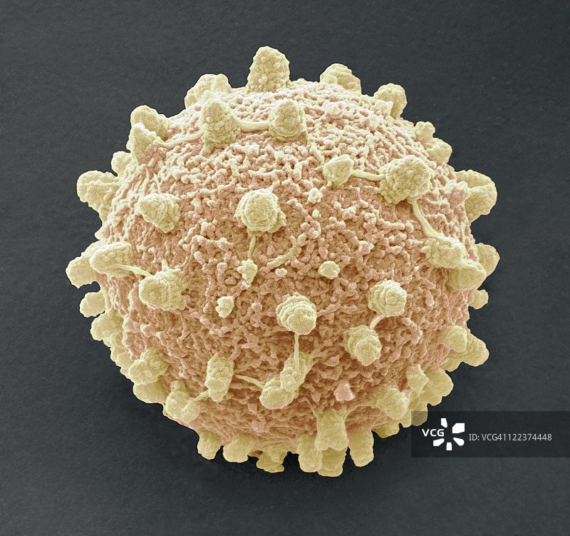 马勃菌孢子扫描电镜图图片素材