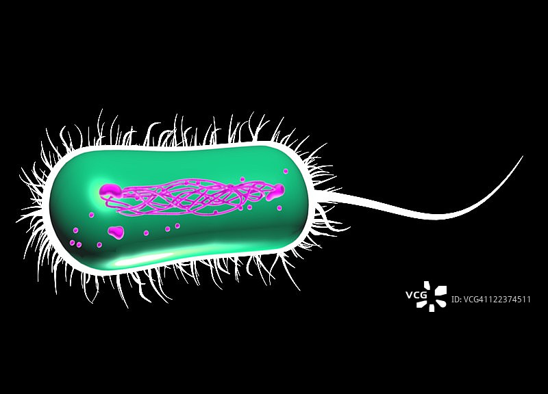 大肠杆菌图片素材