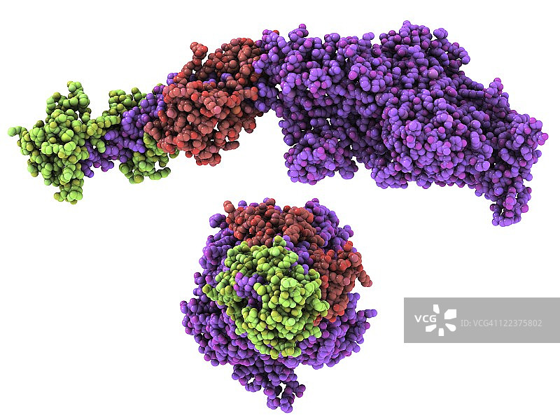分子马达蛋白图片素材