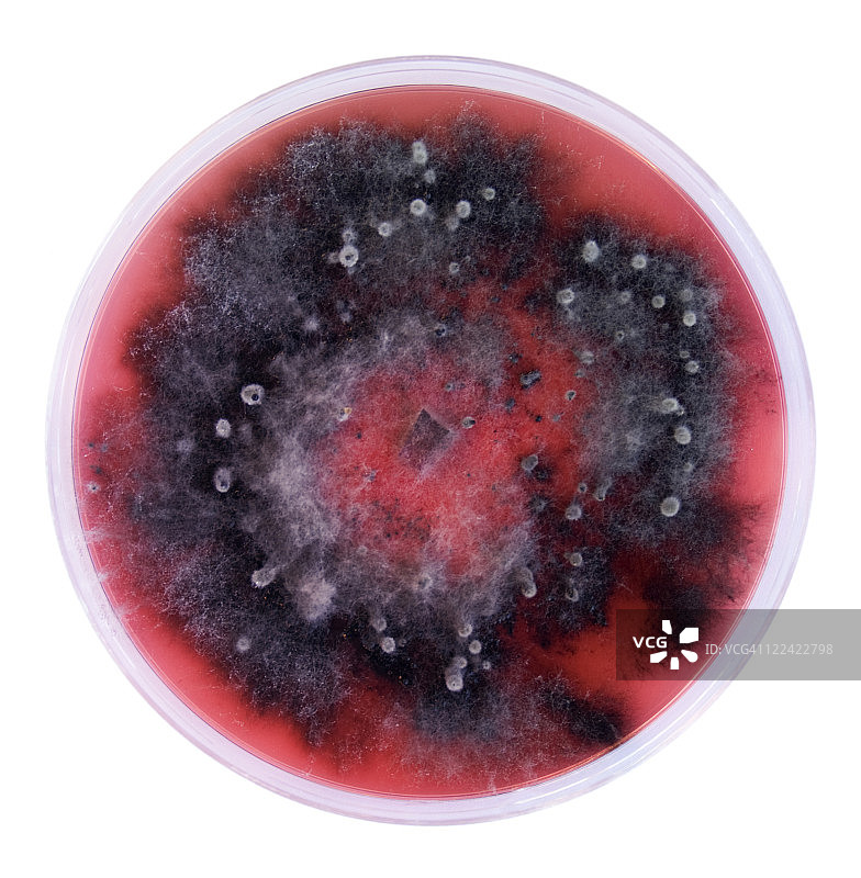 真菌培养图片素材