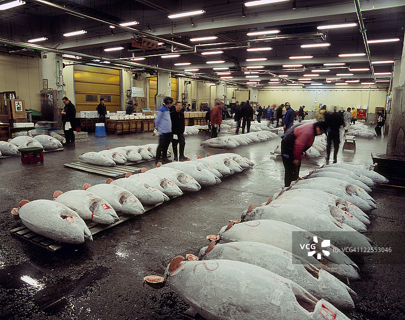 日本东京中央区筑地鱼市图片素材