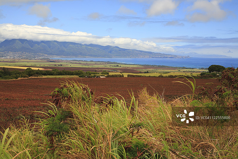 夏威夷毛伊岛卡胡卢伊湾田野图片素材