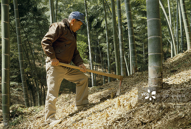 农民挖掘竹笋图片素材