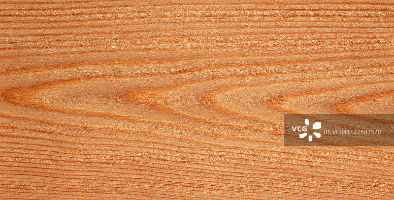 日本落叶松图片素材