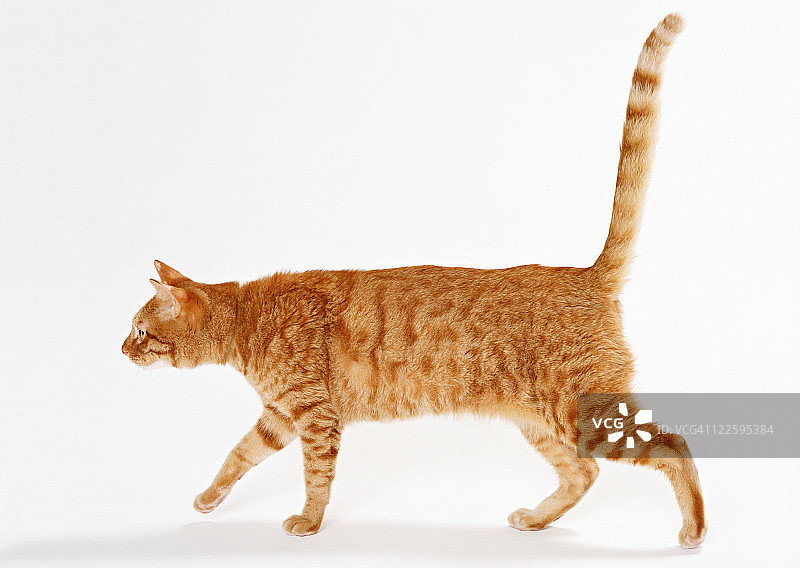 日本猫图片素材