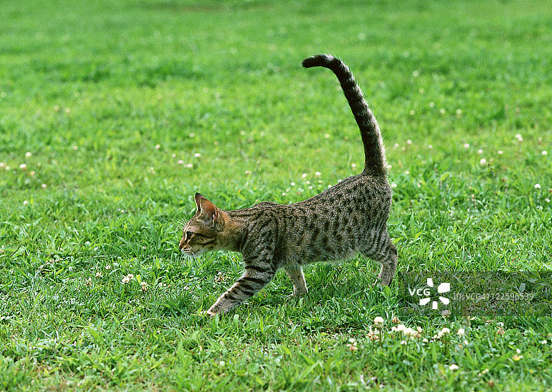 奥西猫图片素材