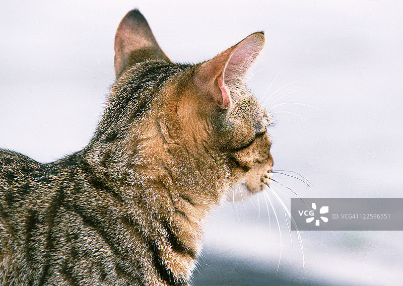 奥西猫图片素材