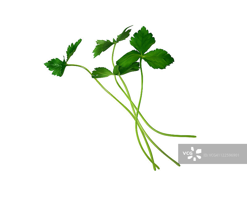 鸭儿芹图片素材