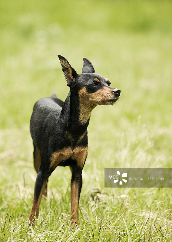 迷你品驰犬图片素材