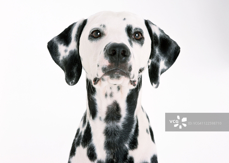 达尔马提亚图片素材