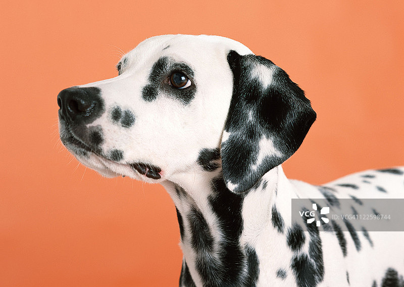 达尔马提亚图片素材