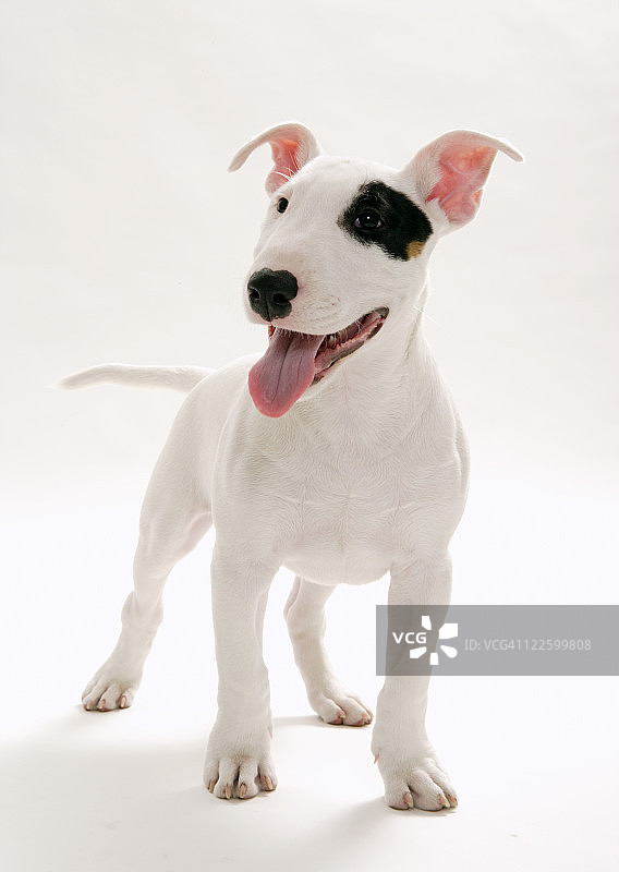 快乐的斗牛犬图片素材