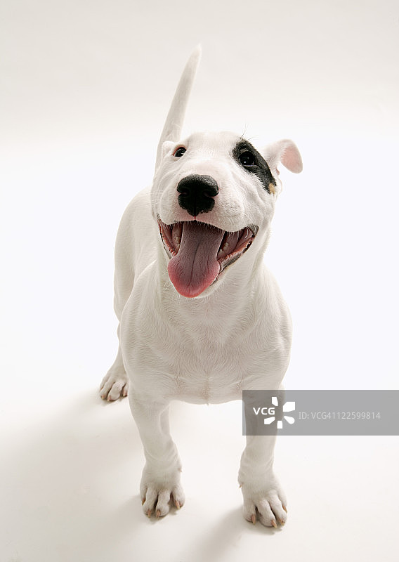 快乐的斗牛犬图片素材