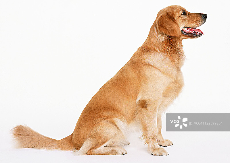 金毛猎犬图片素材