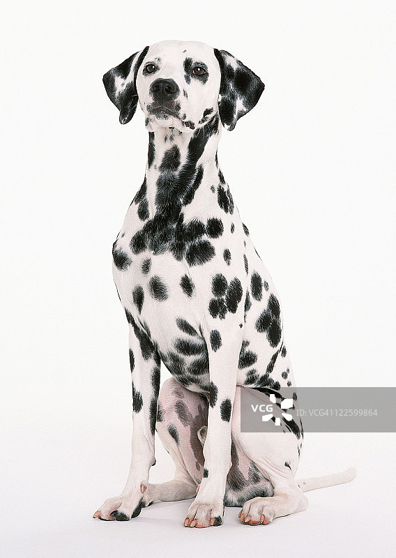 达尔马提亚图片素材