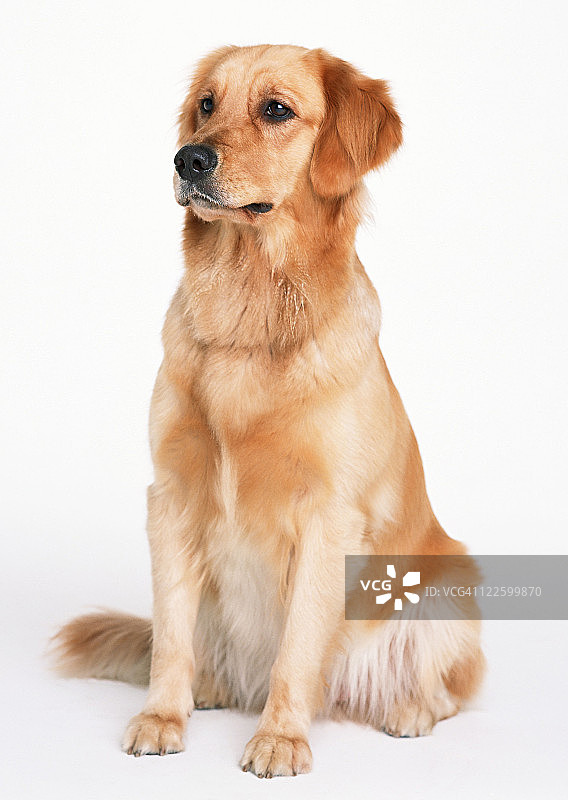 金毛猎犬图片素材