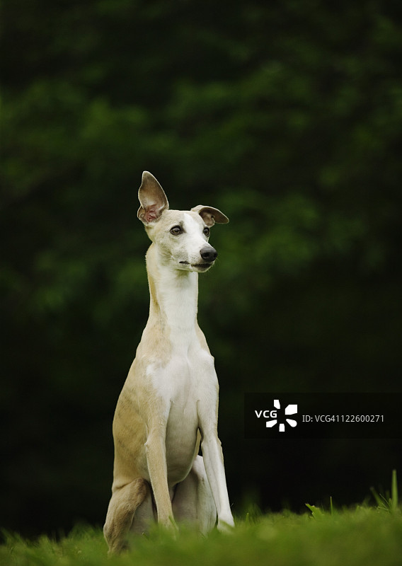 惠比特犬图片素材
