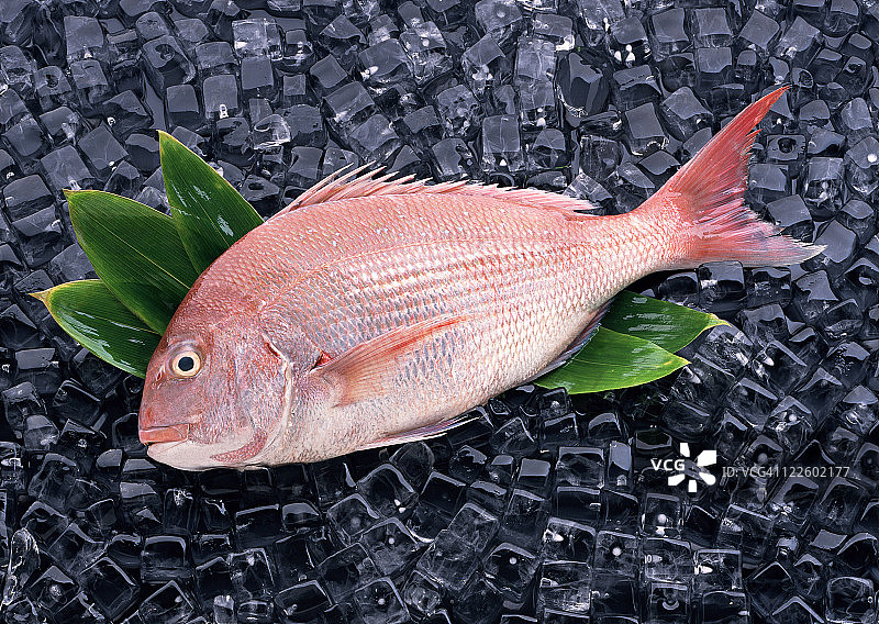 红鲷鱼图片素材