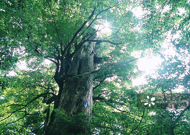 屋久杉图片素材