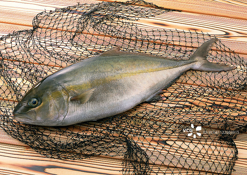 大鰤鱼图片素材