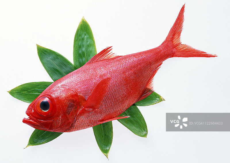 阿方辛图片素材