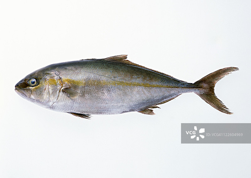 大鰤鱼图片素材