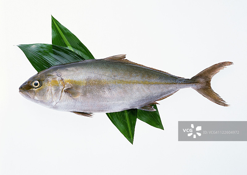 大鰤鱼图片素材