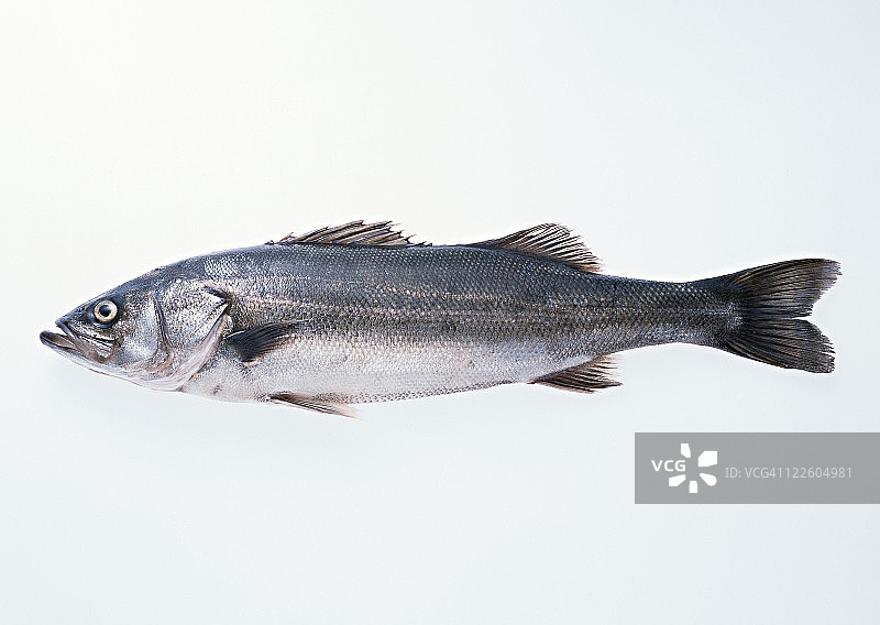 海鲈鱼图片素材