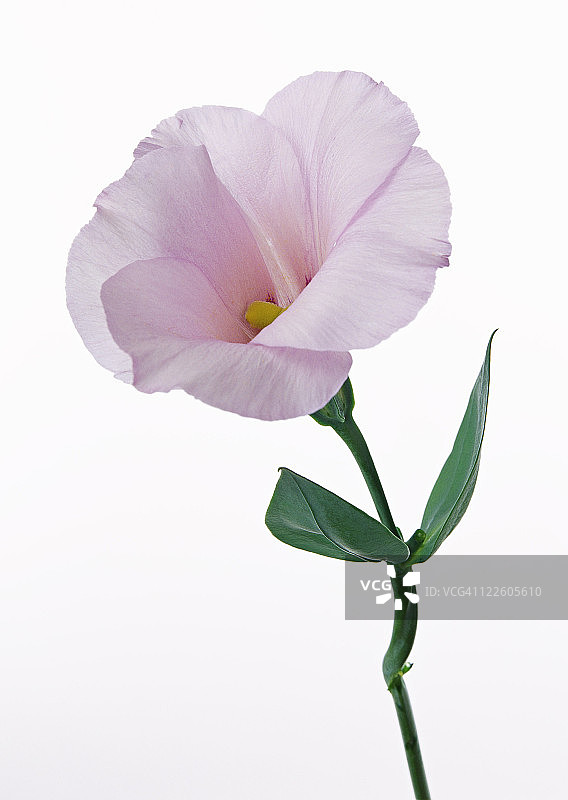 草原龙胆图片素材