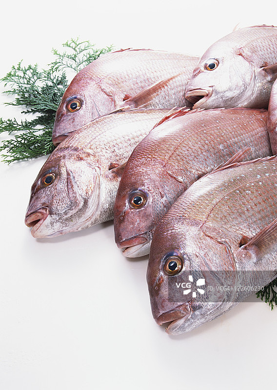 红鲷鱼图片素材